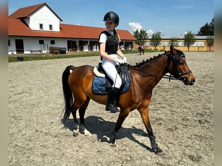 Classic Pony Castrone 10 Anni 140 cm Baio in Prerov