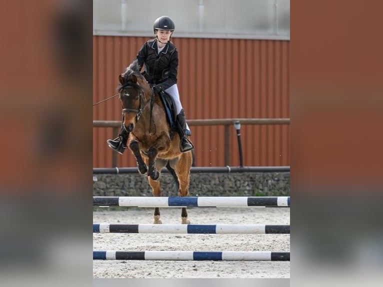 Classic Pony Castrone 10 Anni 140 cm Baio in Prerov