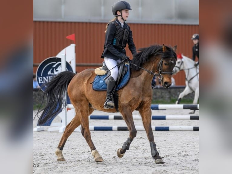 Classic Pony Castrone 10 Anni 140 cm Baio in Prerov