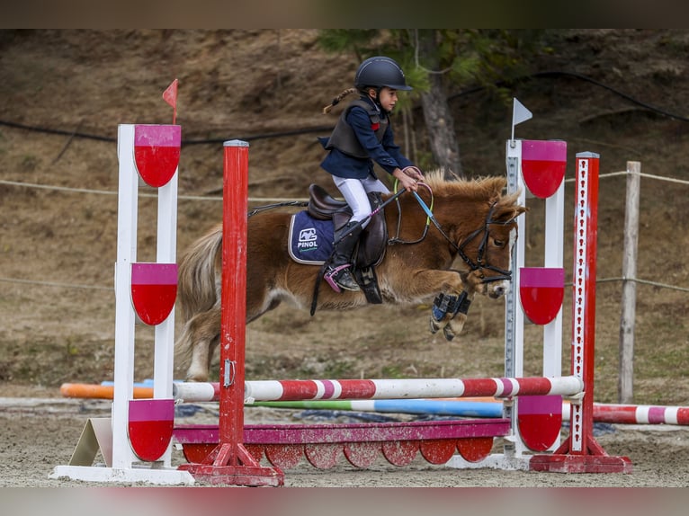 Classic Pony Castrone 11 Anni 100 cm Sauro in Bosque, El (Urbanizacion)