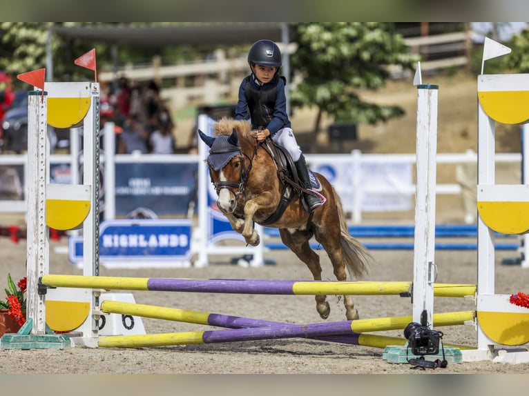 Classic Pony Castrone 11 Anni 100 cm Sauro in Bosque, El (Urbanizacion)