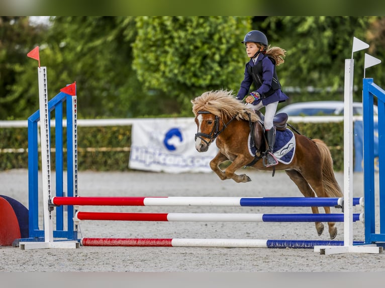 Classic Pony Castrone 11 Anni 100 cm Sauro in Bosque, El (Urbanizacion)