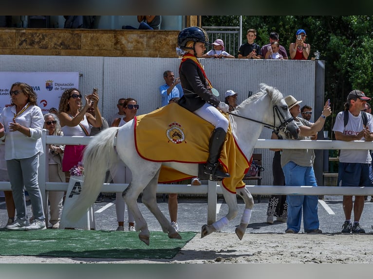 Classic Pony Castrone 11 Anni 110 cm Pezzato in Chiclana De La Frontera