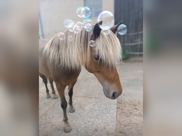 Classic Pony Castrone 11 Anni 110 cm Sauro in Weigenheim