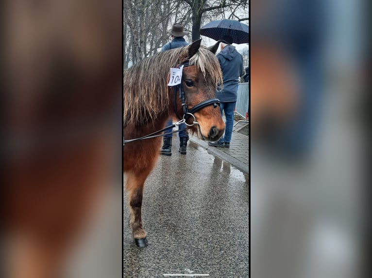 Classic Pony Castrone 11 Anni 110 cm Sauro in Weigenheim