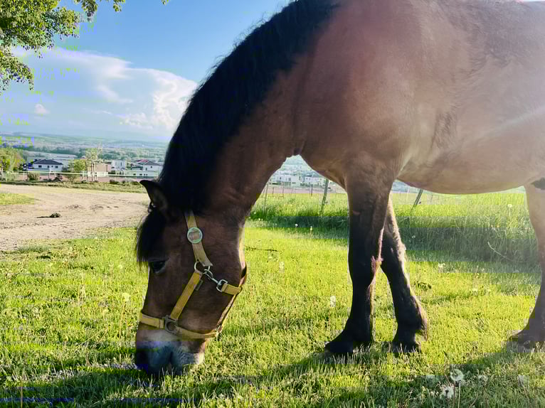 Classic Pony Mix Castrone 11 Anni 140 cm Baio in St.Georgen an der Gusen