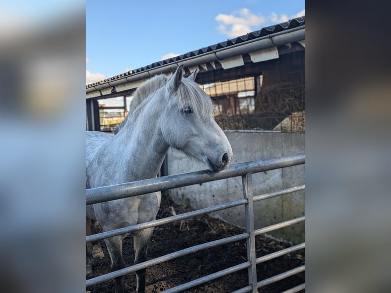 Classic Pony Mix Castrone 11 Anni 140 cm Leardo in Flensburg