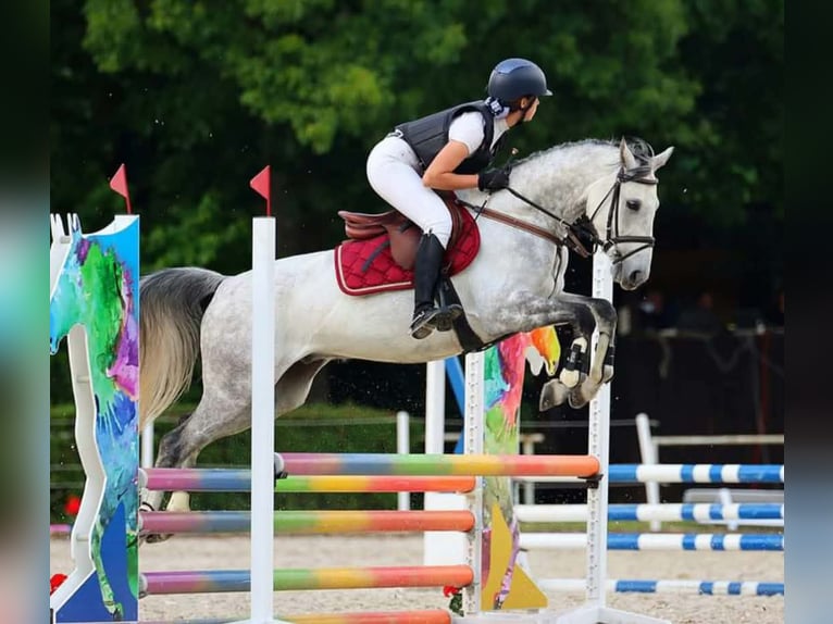 Classic Pony Castrone 11 Anni 148 cm Grigio in Facimiech