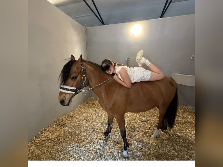 Classic Pony Castrone 12 Anni 127 cm Baio ciliegia in Boadilla Del Monte