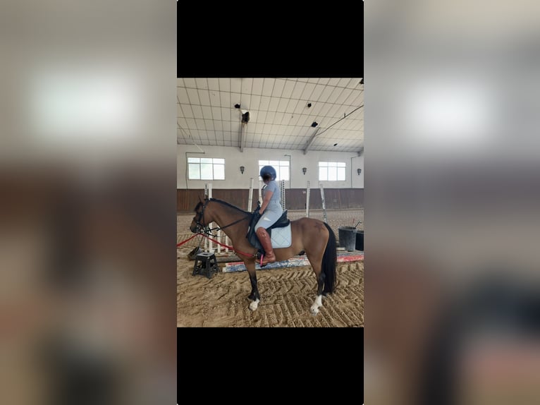 Classic Pony Castrone 12 Anni 127 cm Baio ciliegia in Boadilla Del Monte