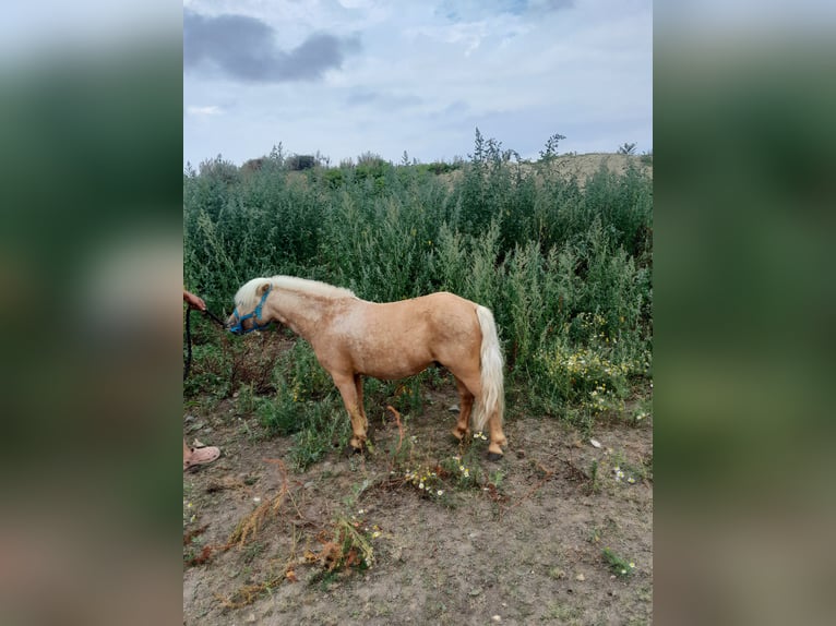 Classic Pony Mix Castrone 12 Anni 88 cm Palomino in Beynes