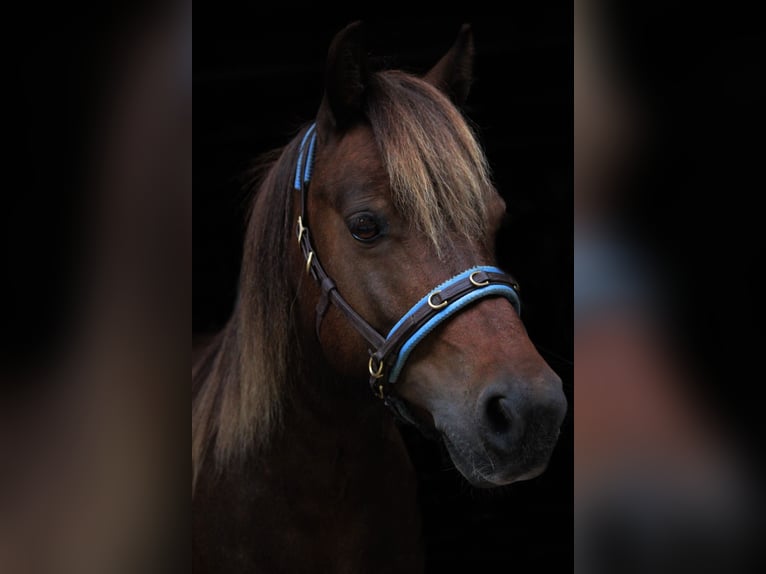 Classic Pony Mix Castrone 13 Anni 112 cm Sauro scuro in Melle