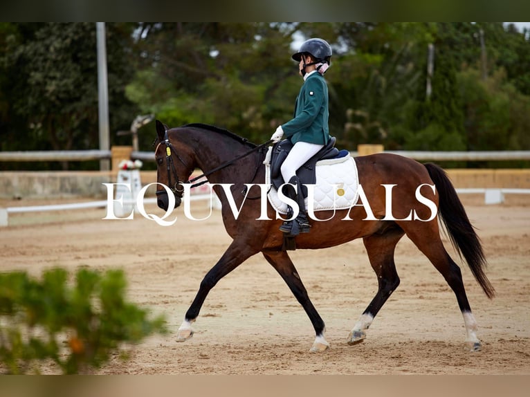 Classic Pony Castrone 14 Anni Morello in Muro