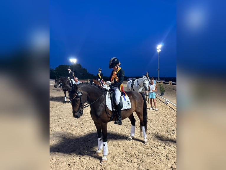 Classic Pony Castrone 14 Anni Morello in Muro