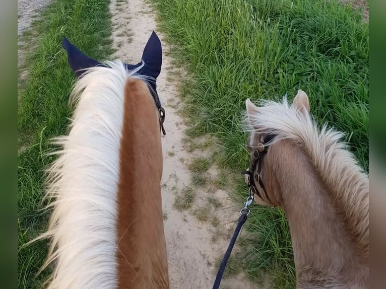 Classic Pony Mix Castrone 15 Anni 115 cm Leopard in Frielendorf