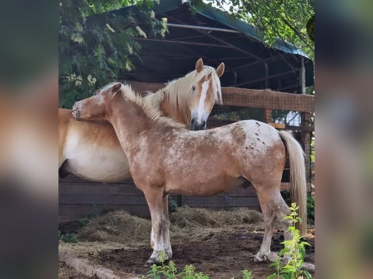 Classic Pony Mix Castrone 15 Anni 115 cm Leopard in Frielendorf