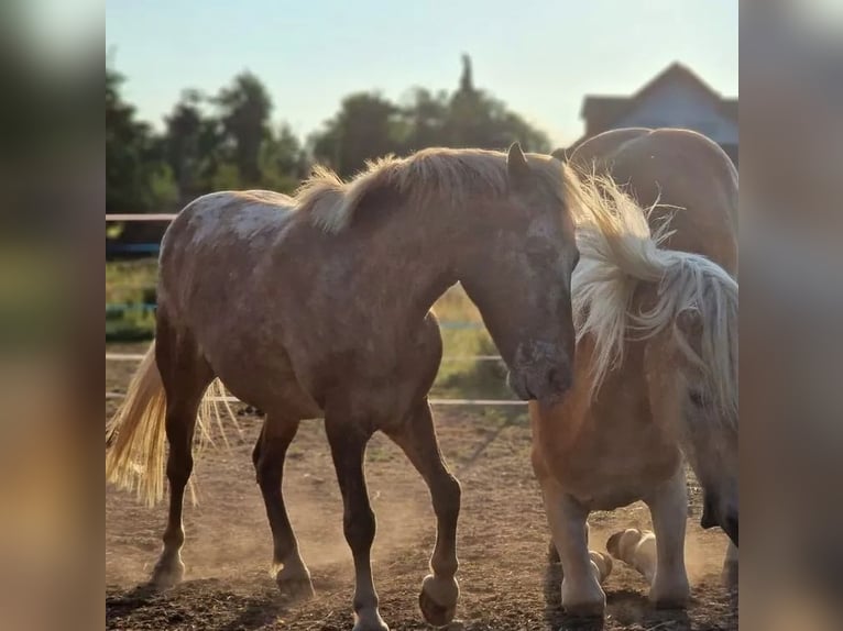 Classic Pony Mix Castrone 15 Anni 115 cm Leopard in Frielendorf