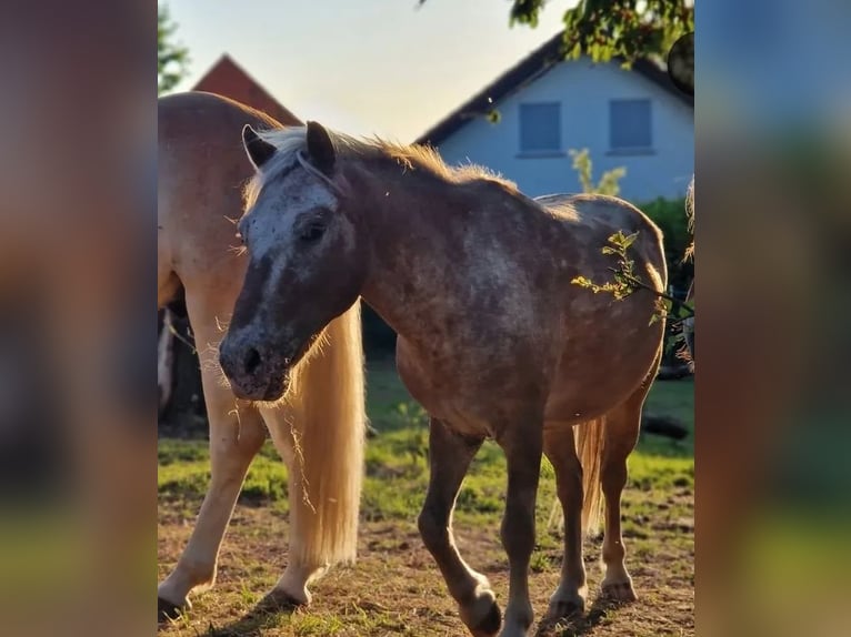 Classic Pony Mix Castrone 15 Anni 115 cm Leopard in Frielendorf