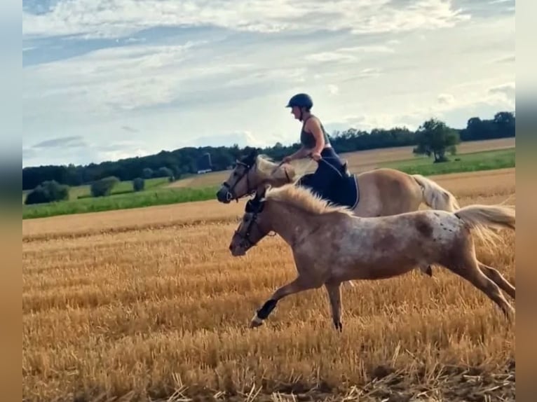 Classic Pony Mix Castrone 15 Anni 115 cm Leopard in Frielendorf
