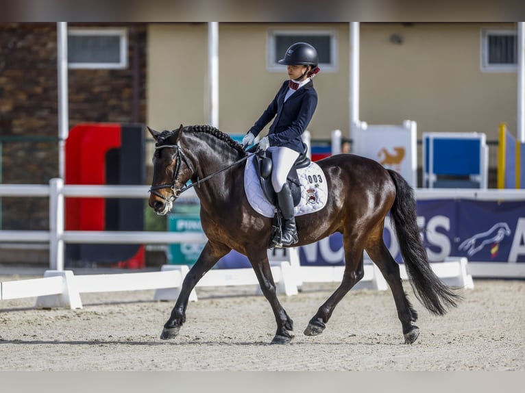 Classic Pony Castrone 15 Anni 136 cm Baio scuro in A Coruña