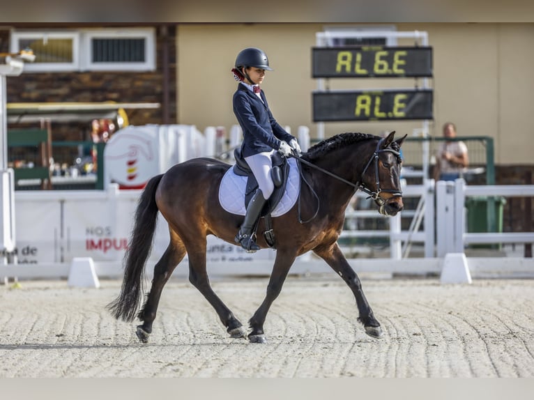 Classic Pony Castrone 15 Anni 136 cm Baio scuro in A Coruña