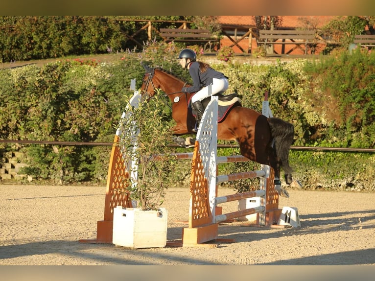 Classic Pony Castrone 15 Anni 146 cm Baio nero in Roma