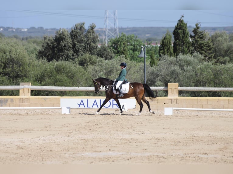 Classic Pony Castrone 15 Anni Morello in Muro