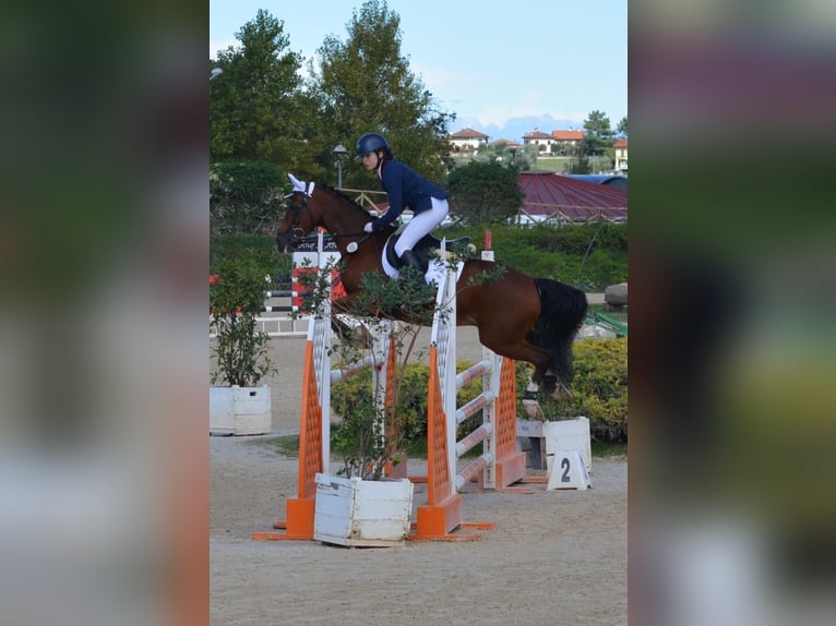 Classic Pony Castrone 16 Anni 146 cm Baio nero in Roma