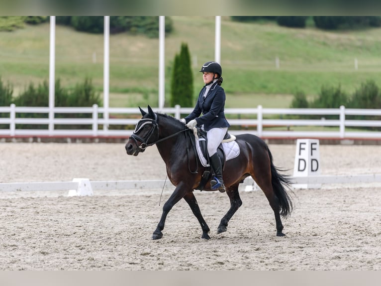 Classic Pony Castrone 17 Anni 135 cm Baio scuro in Kaunas