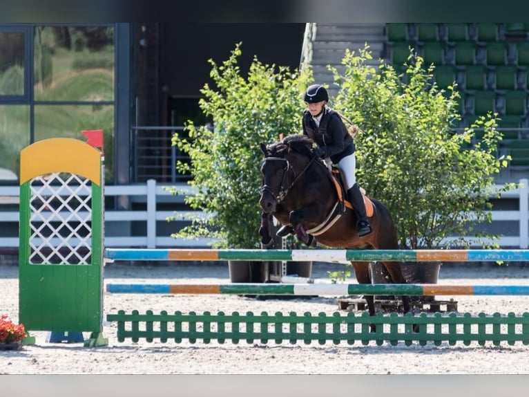 Classic Pony Castrone 17 Anni 135 cm Baio scuro in Kaunas