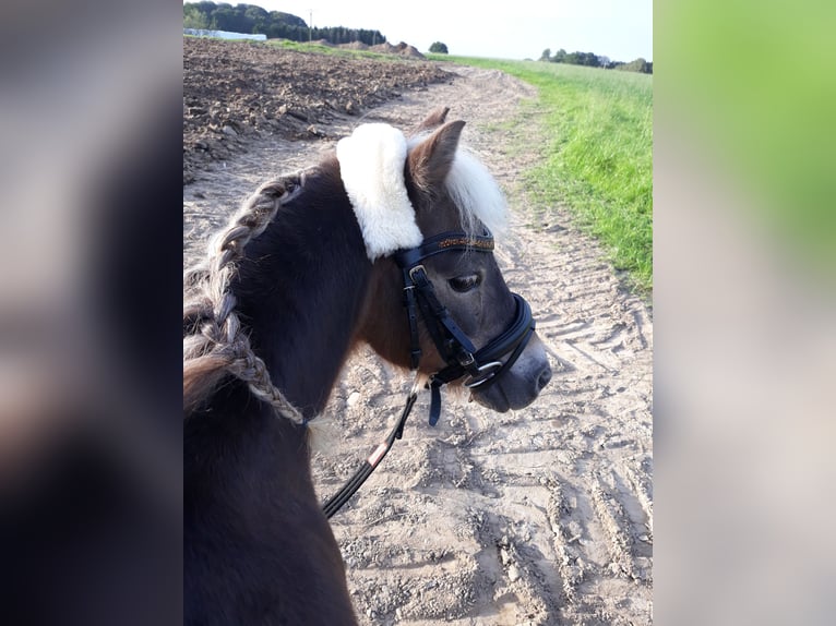 Classic Pony Castrone 18 Anni 100 cm Sauro scuro in Wegberg