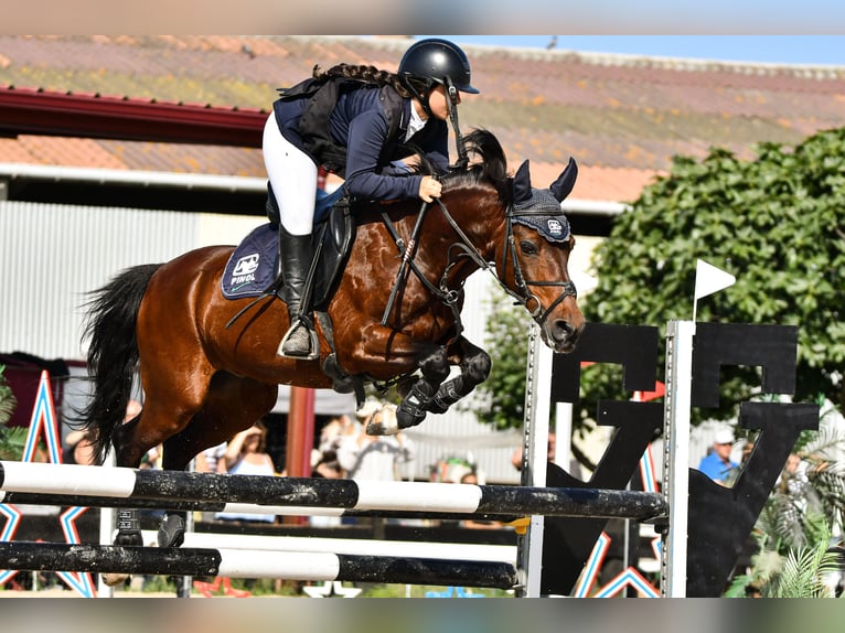 Classic Pony Castrone 18 Anni 139 cm Baio scuro in Bosque, El (Urbanizacion)