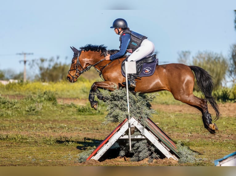 Classic Pony Castrone 18 Anni 139 cm Baio scuro in Bosque, El (Urbanizacion)