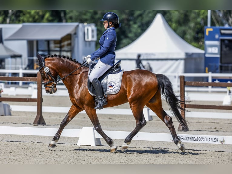 Classic Pony Castrone 18 Anni 139 cm Baio scuro in Bosque, El (Urbanizacion)