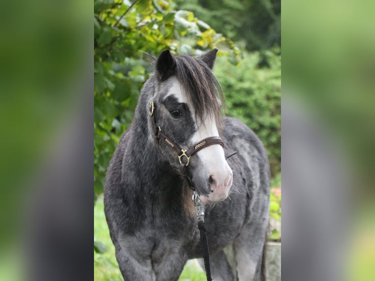 Classic Pony Castrone 19 Anni 110 cm Roano blu in Neumünster