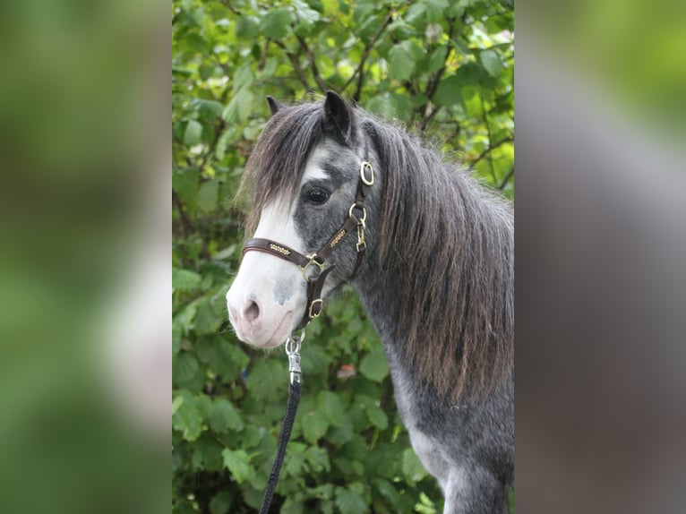 Classic Pony Castrone 19 Anni 110 cm Roano blu in Neumünster