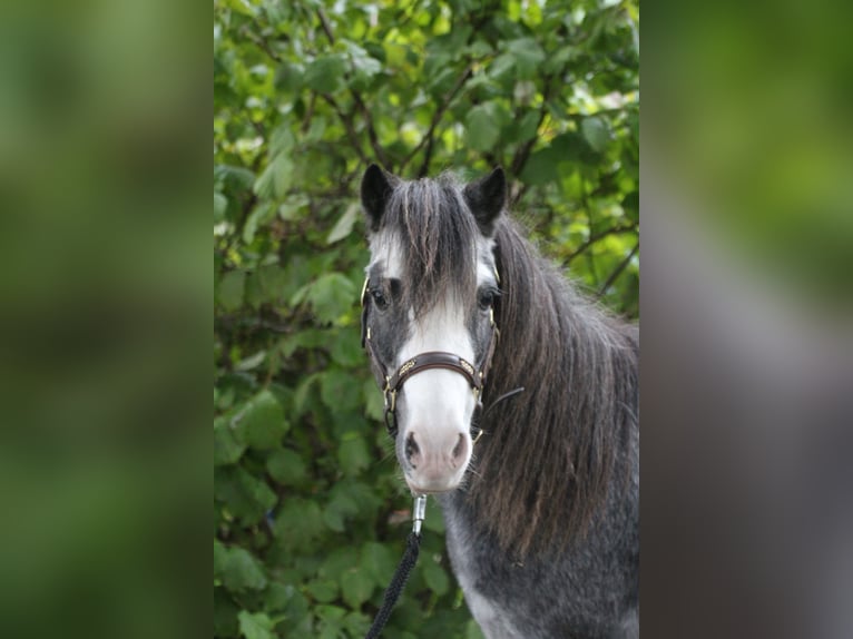 Classic Pony Castrone 19 Anni 110 cm Roano blu in Neumünster