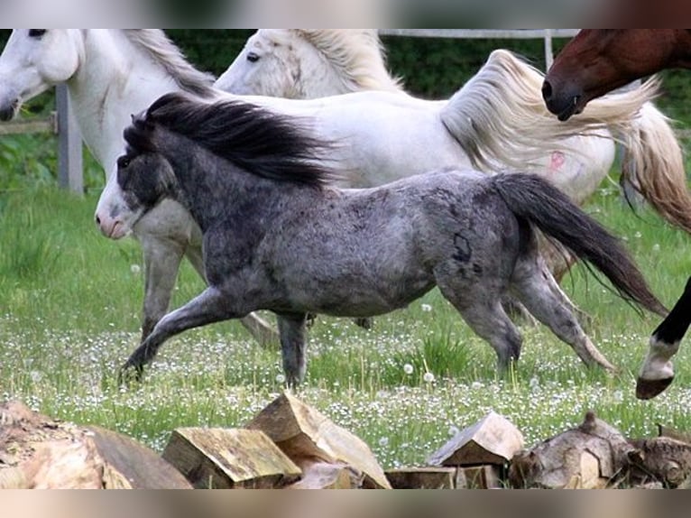 Classic Pony Castrone 19 Anni 110 cm Roano blu in Neumünster