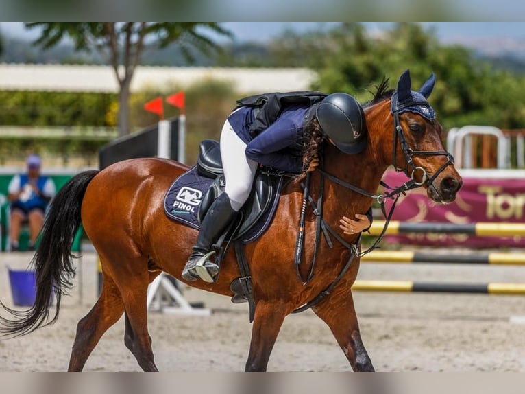 Classic Pony Castrone 19 Anni 139 cm Baio scuro in Bosque, El (Urbanizacion)