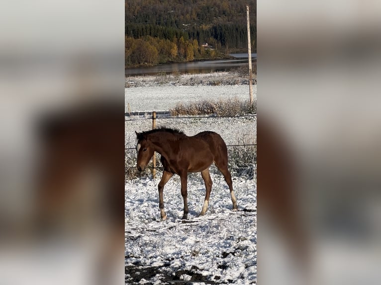 Classic Pony Castrone 1 Anno 148 cm Baio in Valnesfjord