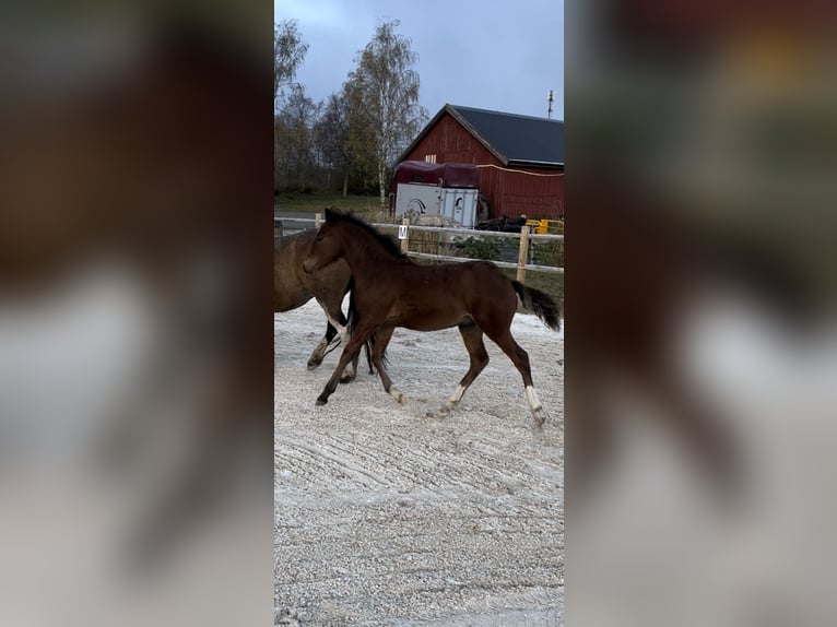 Classic Pony Castrone 1 Anno 148 cm Baio in Valnesfjord