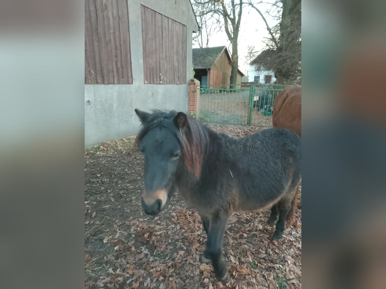 Classic Pony Castrone 2 Anni 100 cm  in Achim