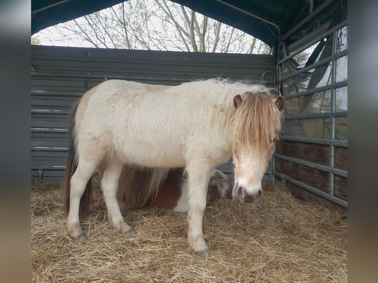 Classic Pony Mix Castrone 4 Anni 104 cm Pezzato in Braunschweig