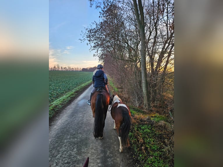 Classic Pony Mix Castrone 4 Anni 120 cm Pezzato in Bockelwitz