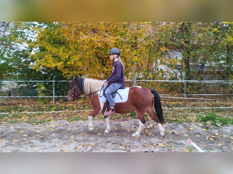 Classic Pony Mix Castrone 4 Anni 120 cm Pezzato in Leisnig