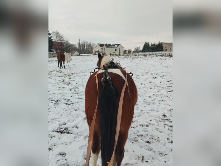 Classic Pony Mix Castrone 4 Anni 120 cm Pezzato in Leisnig