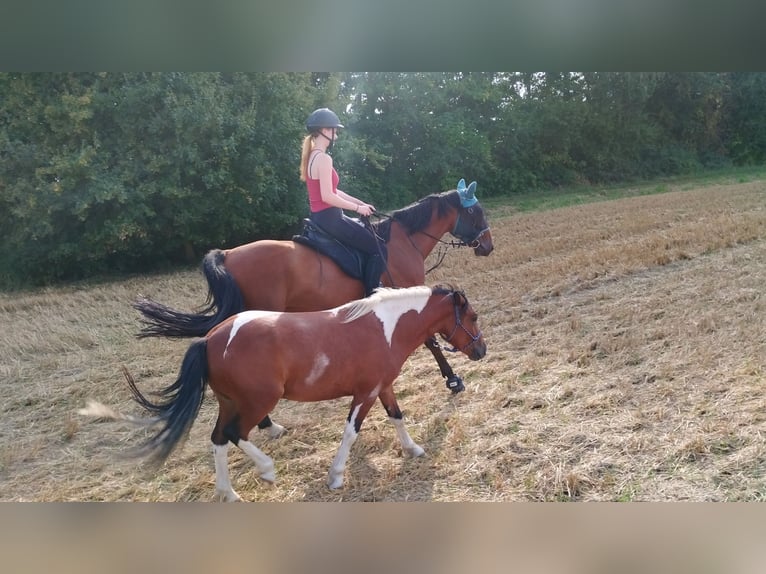 Classic Pony Mix Castrone 4 Anni 120 cm Pezzato in Leisnig