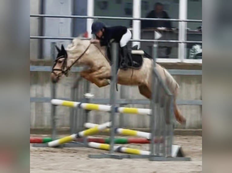 Classic Pony Castrone 4 Anni 125 cm Palomino in Moralzarzal