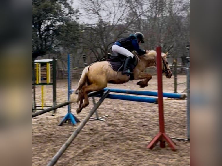 Classic Pony Castrone 4 Anni 125 cm Palomino in Moralzarzal