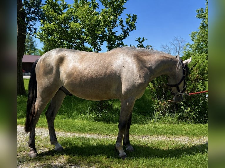 Classic Pony Castrone 4 Anni 150 cm Falbo baio in Helpfau